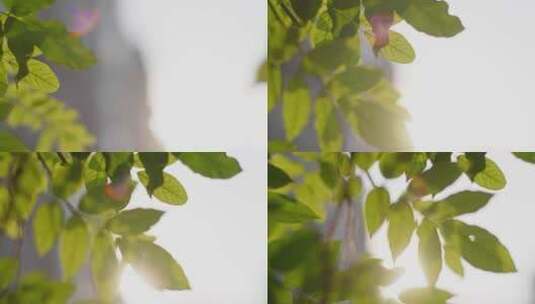 【正版素材】唯美树叶高清在线视频素材下载