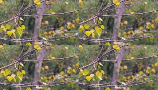 4K升格实拍北京的秋天随风摇摆黄叶高清在线视频素材下载