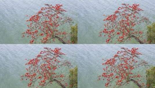 南宁邕江边红木棉花开了 4K航拍高清在线视频素材下载