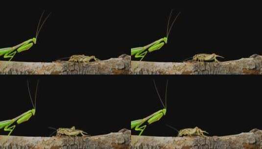螳螂捕食蛐蛐高清在线视频素材下载