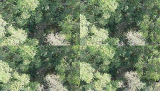 树林航拍森林自然环境绿色林地山林桉树松树高清在线视频素材下载