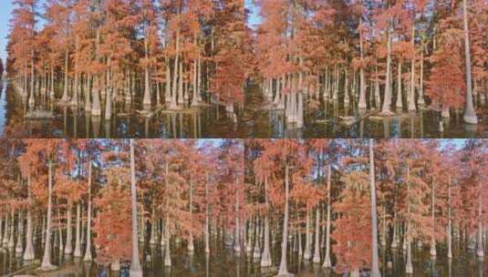 秋天武汉涨渡湖湿地红叶水上森林杉树高清在线视频素材下载