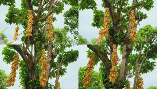 树上挂着玉米棒高清在线视频素材下载