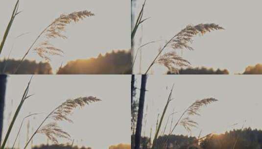 4k夕阳照射的芦苇高清在线视频素材下载