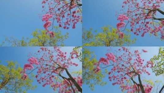 春天春暖花开仰视树林紫花风铃木满树红花高清在线视频素材下载