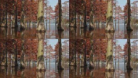 自然，红水杉，宁波四明湖，初冬，蓝天高清在线视频素材下载