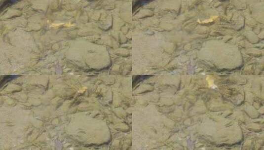 生态溪水野生溪鱼石斑鱼高清在线视频素材下载