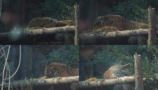 老虎 动物园 孟加拉虎 东北虎 8248高清在线视频素材下载
