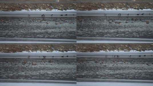 山东威海里口山冰封湖面上的鸳鸯高清在线视频素材下载