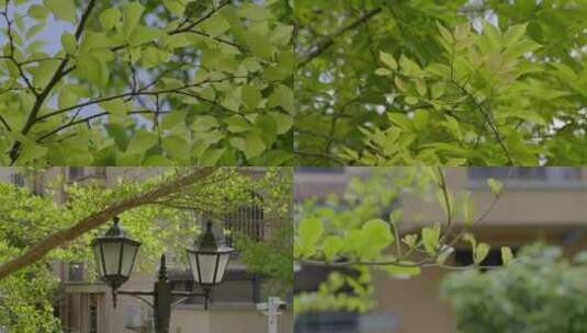2023广州春天阳光树叶小区绿叶合集高清在线视频素材下载