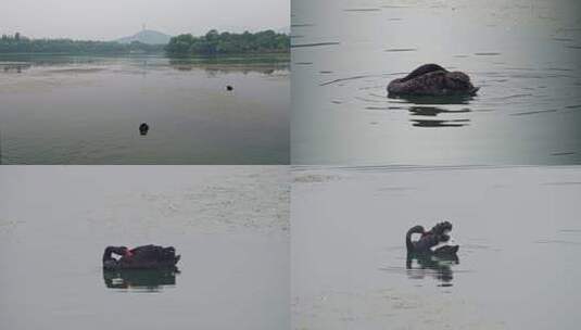 颐和园玉峰塔下黑天鹅高清在线视频素材下载