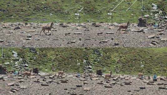 四川甘孜那玛峰大本营奔跑的野生岩羊盘羊高清在线视频素材下载