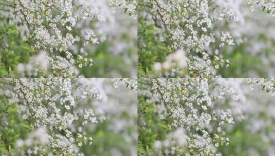 春天雪柳花白色小花满枝盛开高清在线视频素材下载