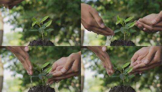 手浇灌土壤中的幼树特写镜头高清在线视频素材下载
