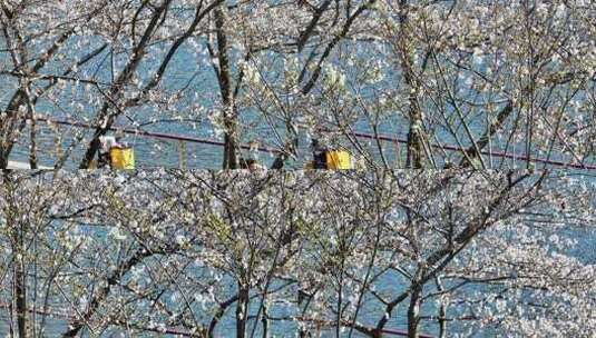 航拍城市街景春天街头盛开的樱花高清在线视频素材下载