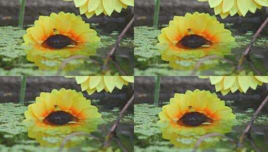 寺庙水池向日葵意境实拍高清在线视频素材下载