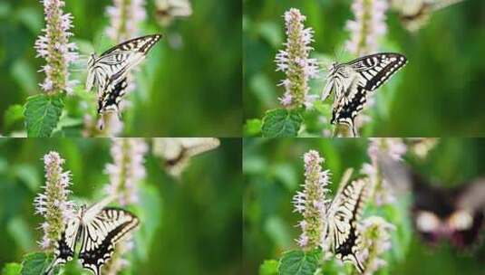 蝴蝶在藿香花上飞舞采蜜授粉慢镜头特写高清在线视频素材下载