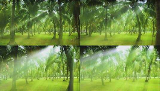 阳光树林 椰树林 椰子树 丁达尔效应高清在线视频素材下载