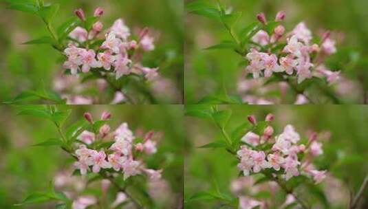 4K花卉植物素材——海仙花高清在线视频素材下载