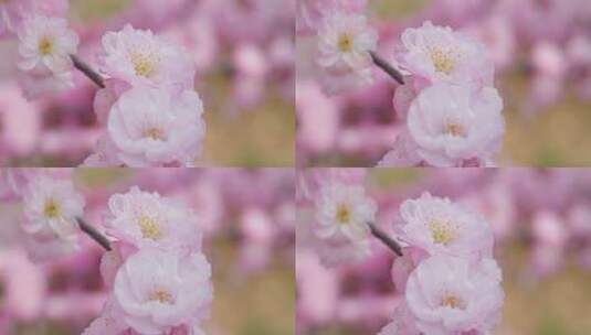 春天公园盛开迎春花榆叶梅紫叶李高清在线视频素材下载