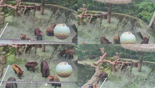 5月2日棕熊的喂食高清在线视频素材下载