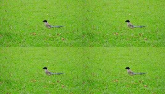 草地草坪小鸟灰喜鹊高清在线视频素材下载