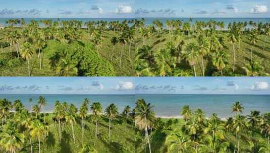 巴西阿拉戈斯的圣米格尔多斯米拉格雷斯海滩。巴西东北部。高清在线视频素材下载