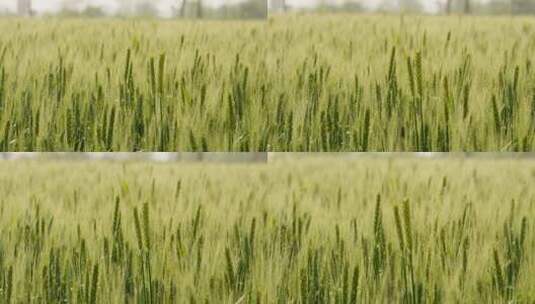 农村小麦即将成熟随风摆动高清在线视频素材下载