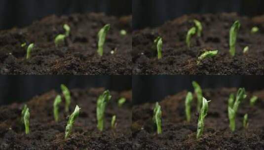 植物破土而出发芽的植物蔬菜生态系统菜园！高清在线视频素材下载