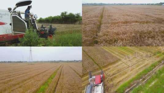 麦子成熟 麦穗收割高清在线视频素材下载