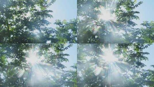 清新梦幻的夏天和阳光树叶高清在线视频素材下载