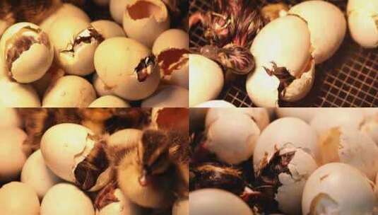 农家孵化野鸭麻鸭蛋破壳而出小鸭空镜合集高清在线视频素材下载
