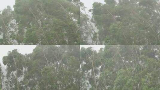 台风森林狂风暴雨风吹树林风吹雨打树木下雨高清在线视频素材下载