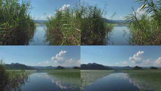 芦苇河上的景色高清在线视频素材下载
