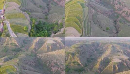 黄土高原  农村   农业   小麦  沟壑高清在线视频素材下载