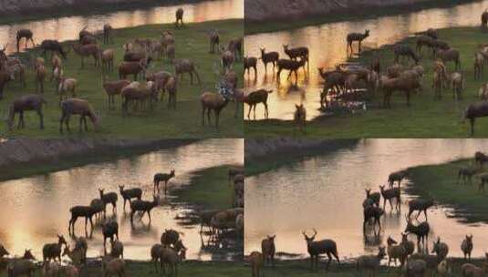 航拍日落时的盐城野鹿荡麋鹿群高清在线视频素材下载