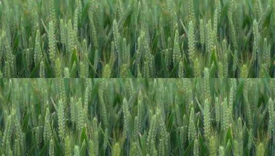 小麦生长抽穗绿色农田丰收麦苗高清在线视频素材下载