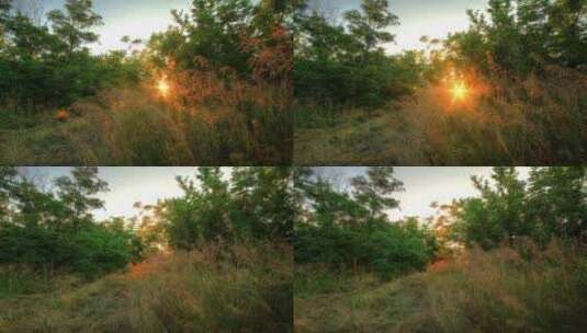阳光照射下的树叶森林高清在线视频素材下载