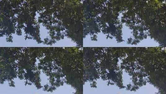 城市绿化参天大树蓝天下风吹树叶植物实拍高清在线视频素材下载