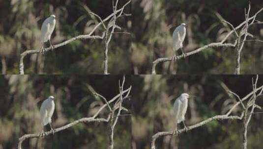 云南普洱站在树枝上的白鹳起飞瞬间高清在线视频素材下载