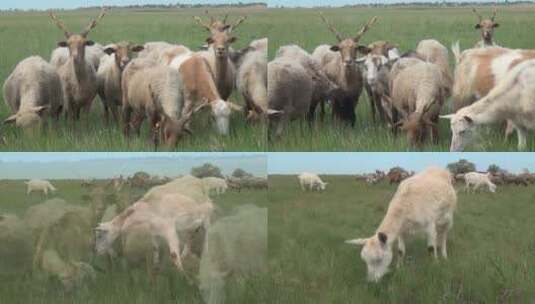 高原牧场羊群吃草高清在线视频素材下载