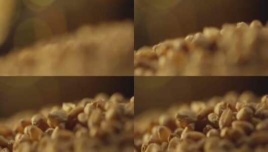 小麦粒特写高清在线视频素材下载