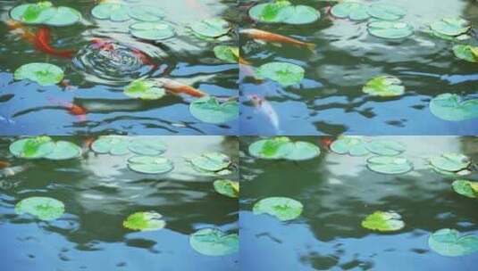 水池里的锦鲤高清在线视频素材下载