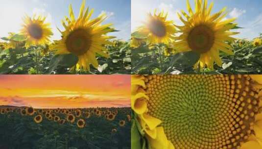 【合集】做一朵向日葵，花向阳开高清在线视频素材下载