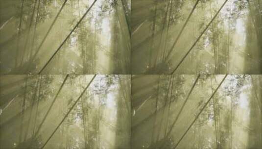 阳光绿色竹林穿透的光线沉浸式氛围高清在线视频素材下载
