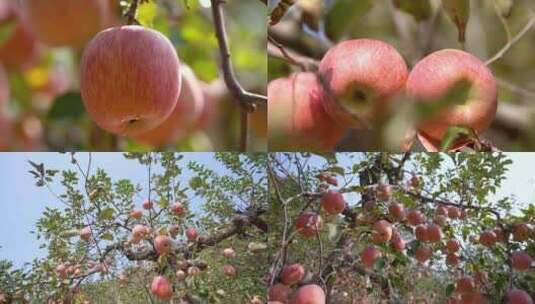 苹果 苹果树高清在线视频素材下载