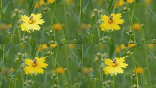 春天金鸡菊花朵蜜蜂采蜜昆虫高清在线视频素材下载