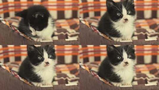 黑色可爱的小猫咪高清在线视频素材下载