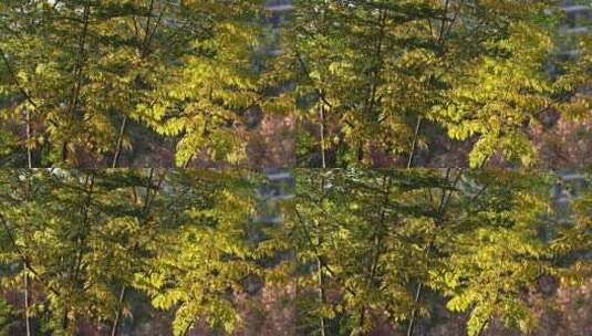秋天树叶空镜高清在线视频素材下载