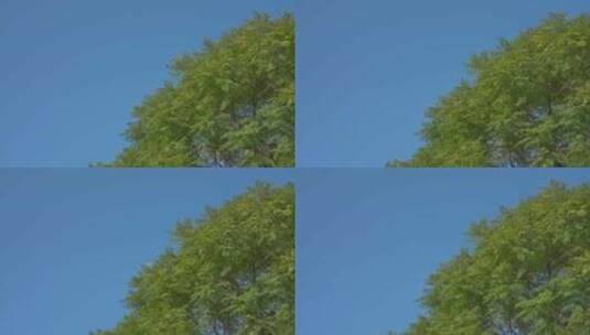 绿色生态、树、蓝天高清在线视频素材下载